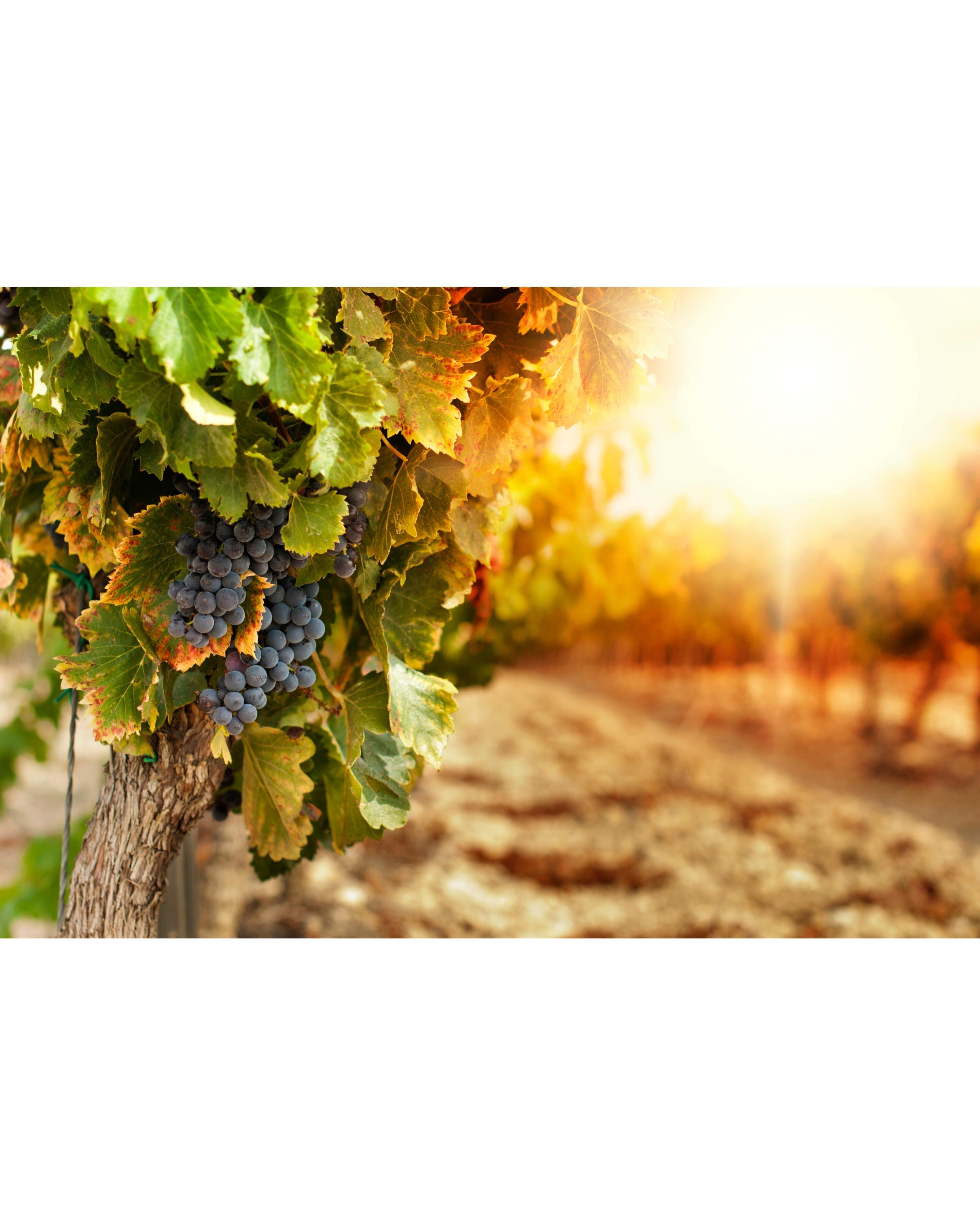 TenutaLicupi cover photo