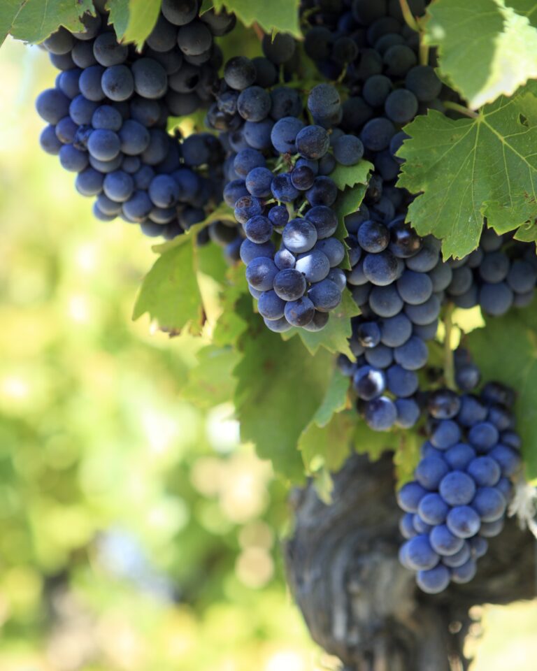 Red wine grapes growing in a vineyard